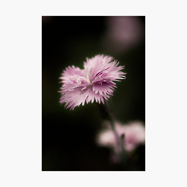 Cox 12 Photographic Print