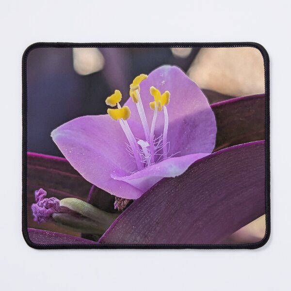 Item preview, Purple Heart- Tradescantia Zebrina designed and sold by Fatboy0699.