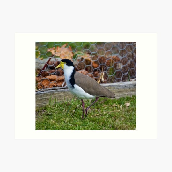 LAPWING ~ Masked Lapwing ZW6ALFF4 by David Irwin Art Print