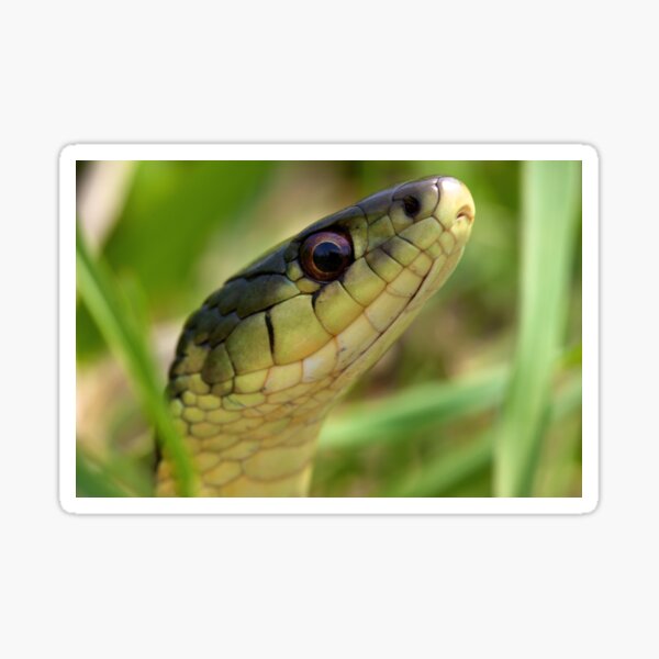 Item preview, The Snake In The Grass designed and sold by EugeJ.