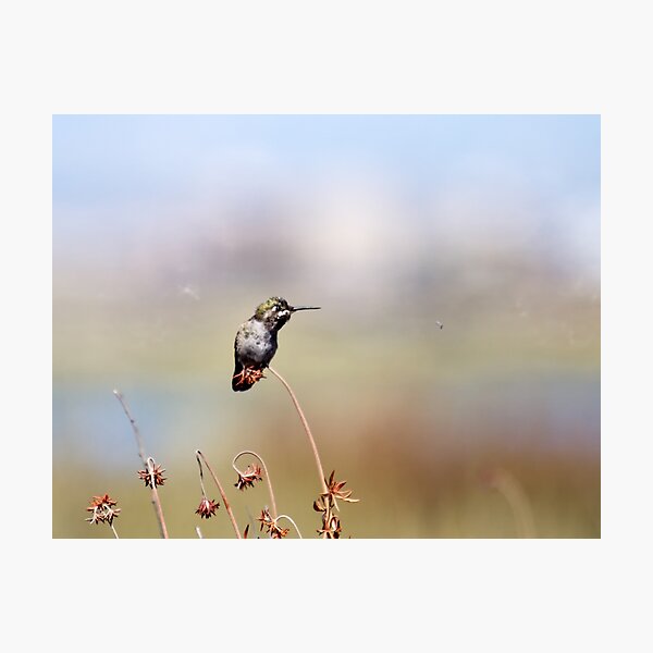 Lunchtime at the Beach Photographic Print