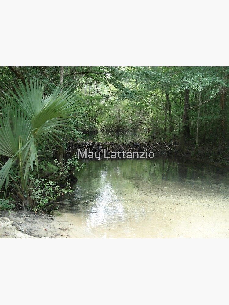 "Beaver Dam and Pond on Econfina Creek" Sticker for Sale by