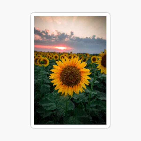 Item preview, Sunflower designed and sold by RedeyePhoto.