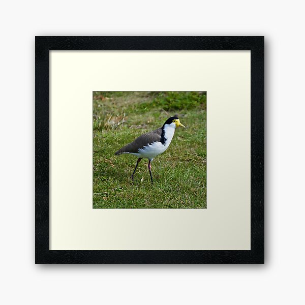 LAPWING ~ Masked Lapwing LD7RQSKA by David Irwin Framed Art Print
