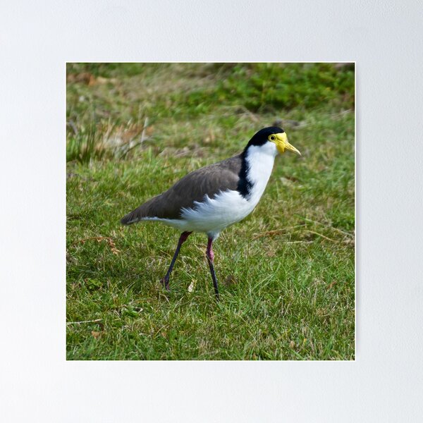 LAPWING ~ Masked Lapwing LD7RQSKA by David Irwin Poster