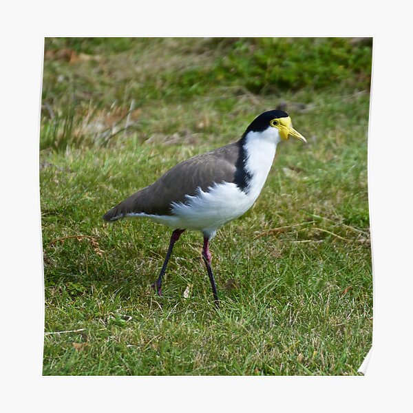 LAPWING ~ Masked Lapwing LD7RQSKA by David Irwin Poster