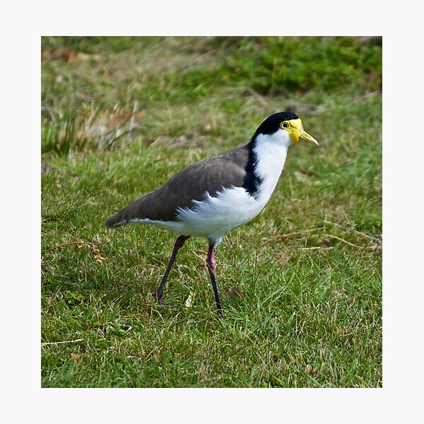 Masked Lapwing Photographic Print
