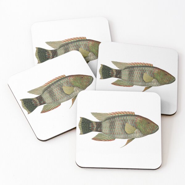 Item preview, Tripletail Wrasse Marine Fish Art designed and sold by IrisAndIvy.