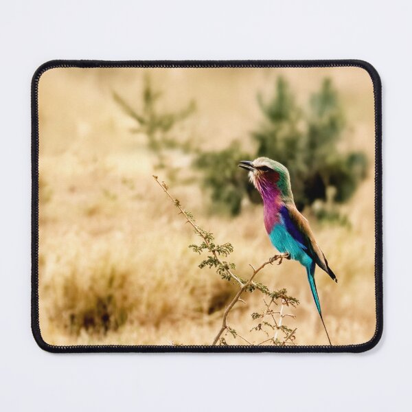 Item preview, A Lilac Breasted Roller Sings designed and sold by Kay Brewer.