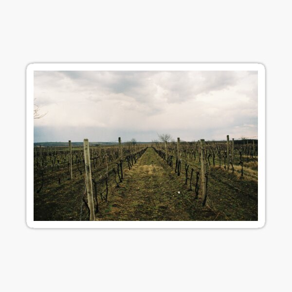 Item preview, Vineyard grapevines,cloudy sky designed and sold by CLEARART7.