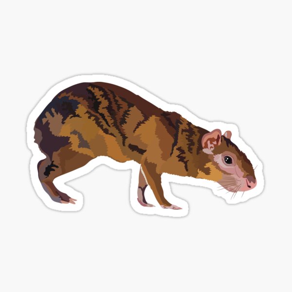 Item preview, C is for Central American Agouti, Agouti – Tropical Rodent of Central and South America Illustration designed and sold by PrettylittlepastelUk.