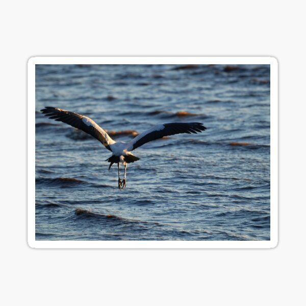 Item preview, Wood Stork over Water designed and sold by ShipwreckedArt.