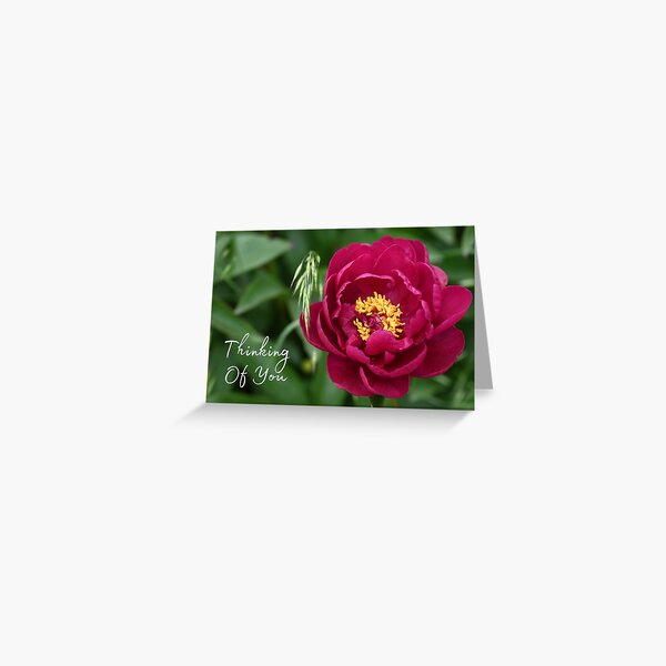 Pink Rose - Thinking of You Greeting Card