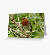 Red Red Robin Greeting Card