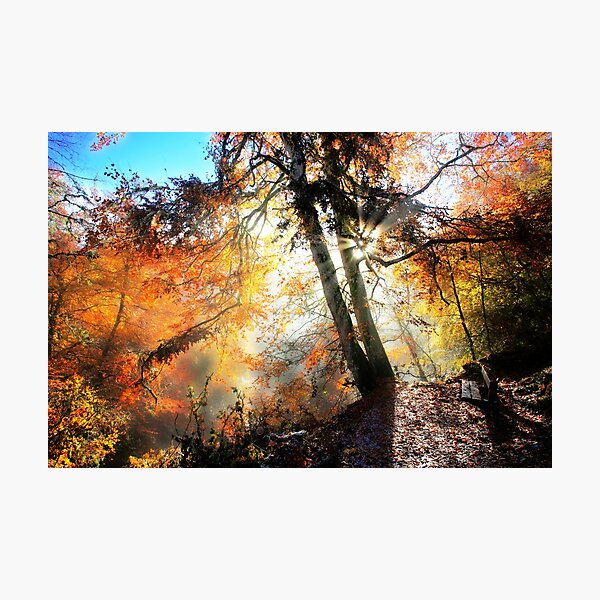 Item preview, Autumn rays designed and sold by Yodasblues.