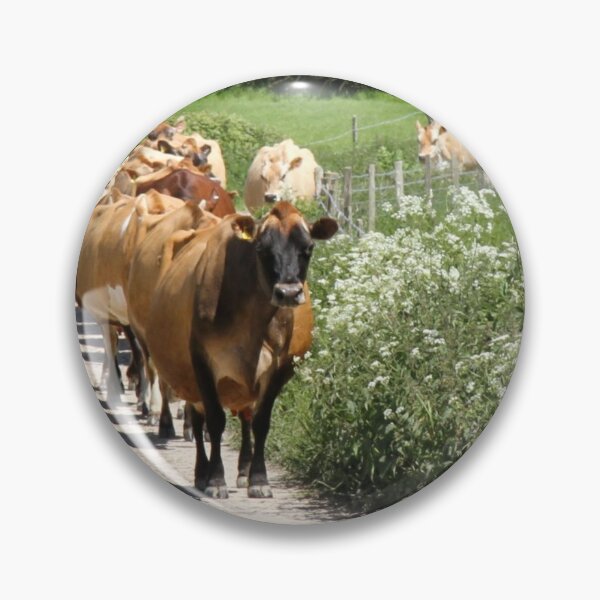 Item preview, Jersey dairy cows walking up a farm track to be milked, surrounded by cow parsley designed and sold by karenadams.
