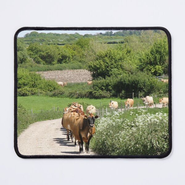 Item preview, Jersey dairy cows walking up a farm track to be milked, surrounded by cow parsley designed and sold by karenadams.