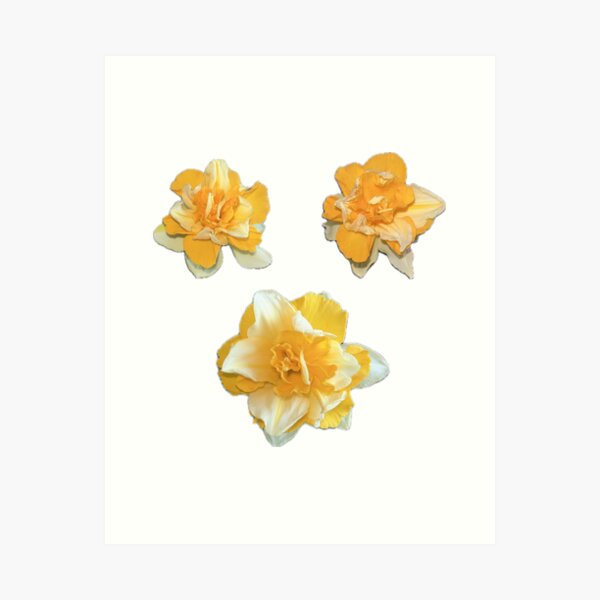 Item preview, Daffodil stickers of narcis flower photo Amaryllidaceae designed and sold by Eva-vdz.