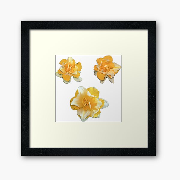 Item preview, Daffodil stickers of narcis flower photo Amaryllidaceae designed and sold by Eva-vdz.
