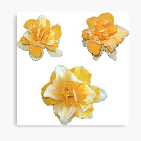 Item preview, Daffodil stickers of narcis flower photo Amaryllidaceae designed and sold by Eva-vdz.