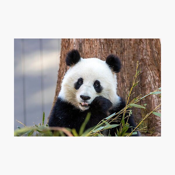 Item preview, Giant Panda Qing Bao at the Smithsonian's National Zoo designed and sold by Zoo and Nature Photography by Karie.