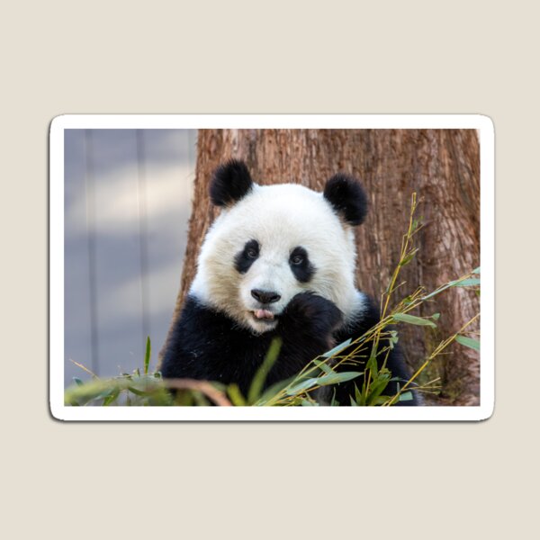 Item preview, Giant Panda Qing Bao at the Smithsonian's National Zoo designed and sold by Zoo and Nature Photography by Karie.