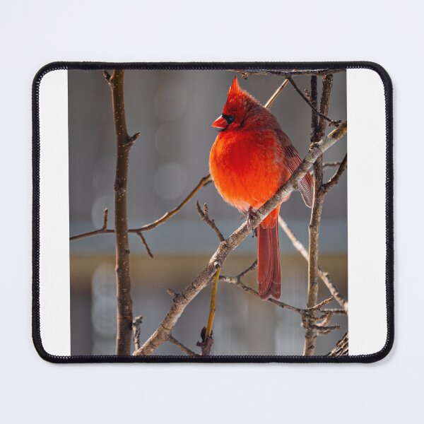 Item preview, Crimson Perch - Cardinal designed and sold by shegoes-photo.