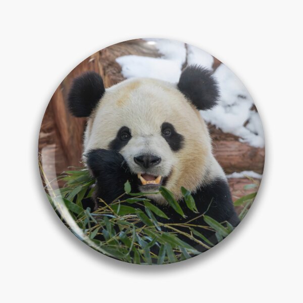 Item preview, Giant Panda Bao Li at the Smithsonian's National Zoo designed and sold by Zoo and Nature Photography by Karie.