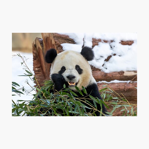 Item preview, Giant Panda Bao Li at the Smithsonian's National Zoo designed and sold by Zoo and Nature Photography by Karie.
