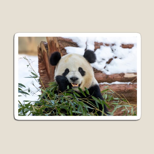 Item preview, Giant Panda Bao Li at the Smithsonian's National Zoo designed and sold by Zoo and Nature Photography by Karie.