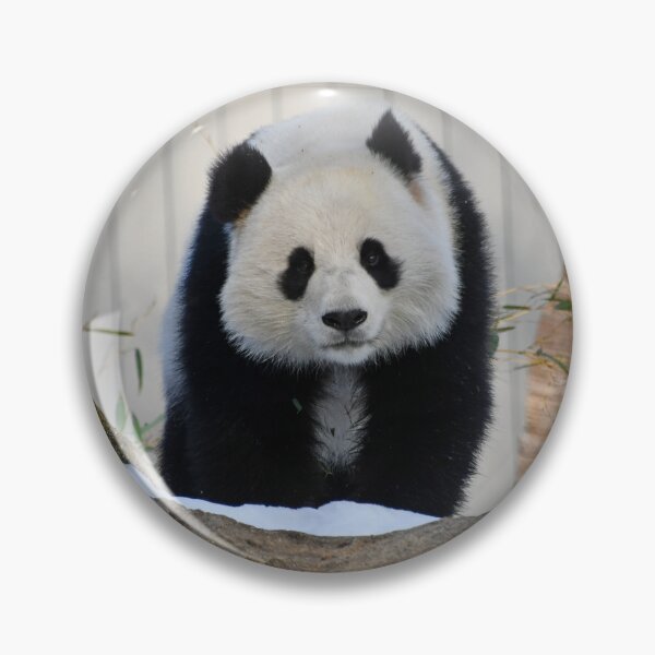 Item preview, Giant Panda Qing Bao at the Smithsonian's National Zoo designed and sold by Zoo and Nature Photography by Karie.
