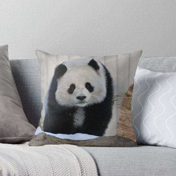 Item preview, Giant Panda Qing Bao at the Smithsonian's National Zoo designed and sold by Zoo and Nature Photography by Karie.
