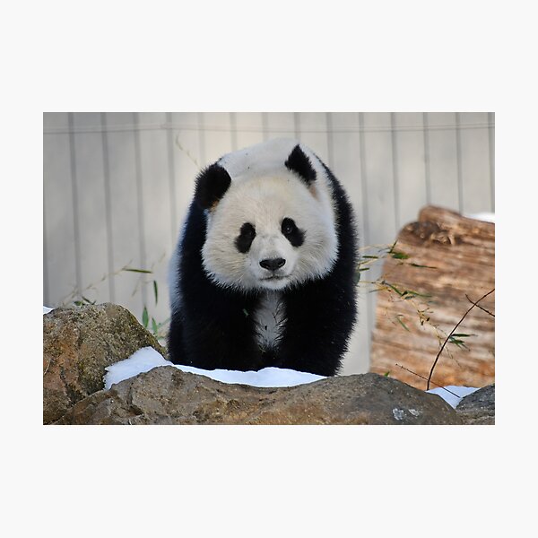 Item preview, Giant Panda Qing Bao at the Smithsonian's National Zoo designed and sold by Zoo and Nature Photography by Karie.