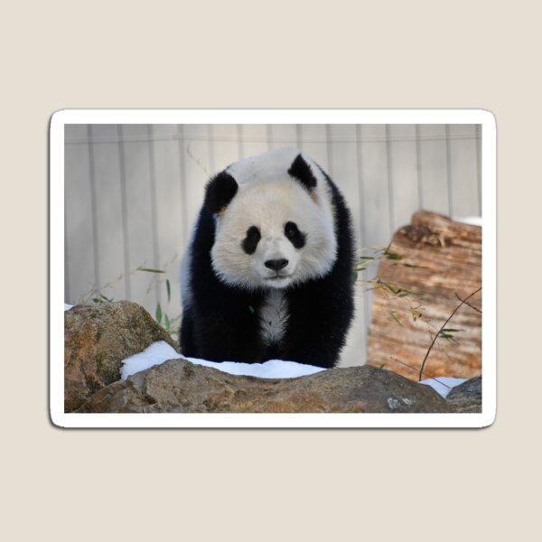 Item preview, Giant Panda Qing Bao at the Smithsonian's National Zoo designed and sold by Zoo and Nature Photography by Karie.