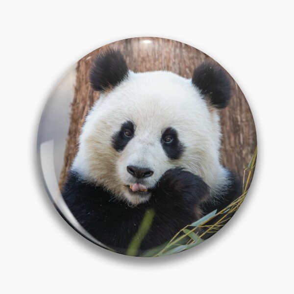 Item preview, Giant Panda Qing Bao at the Smithsonian's National Zoo designed and sold by Zoo and Nature Photography by Karie.