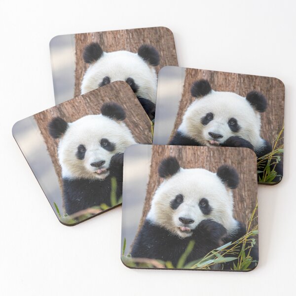 Item preview, Giant Panda Qing Bao at the Smithsonian's National Zoo designed and sold by Zoo and Nature Photography by Karie.