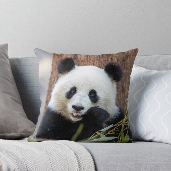 Item preview, Giant Panda Qing Bao at the Smithsonian's National Zoo designed and sold by Zoo and Nature Photography by Karie.