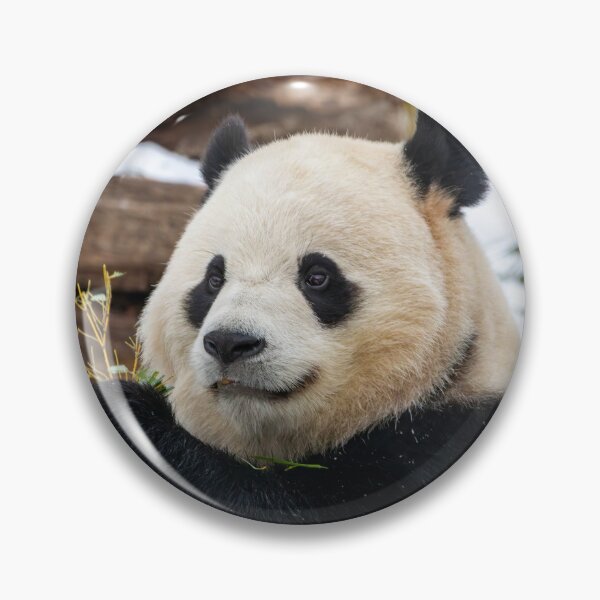 Item preview, Giant Panda Bao Li at the Smithsonian's National Zoo designed and sold by Zoo and Nature Photography by Karie.