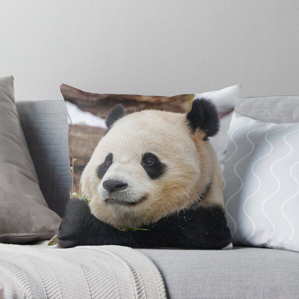 Item preview, Giant Panda Bao Li at the Smithsonian's National Zoo designed and sold by Zoo and Nature Photography by Karie.