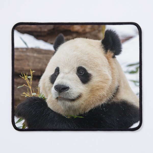 Item preview, Giant Panda Bao Li at the Smithsonian's National Zoo designed and sold by Zoo and Nature Photography by Karie.