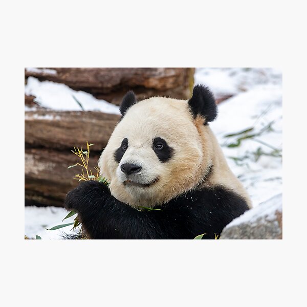 Item preview, Giant Panda Bao Li at the Smithsonian's National Zoo designed and sold by Zoo and Nature Photography by Karie.