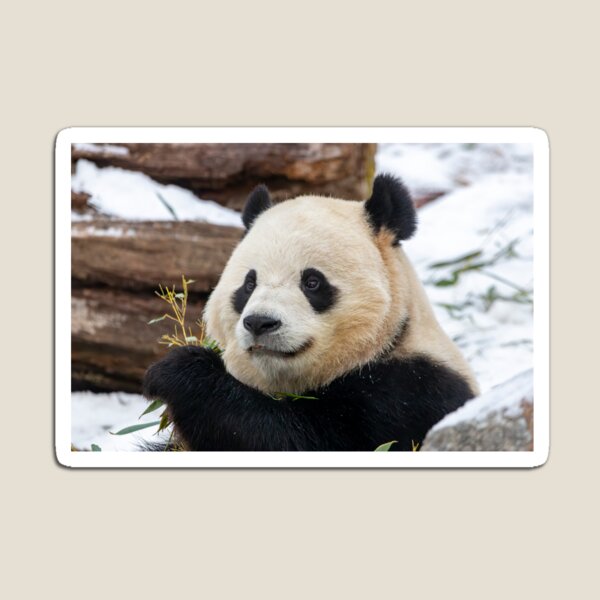 Item preview, Giant Panda Bao Li at the Smithsonian's National Zoo designed and sold by Zoo and Nature Photography by Karie.