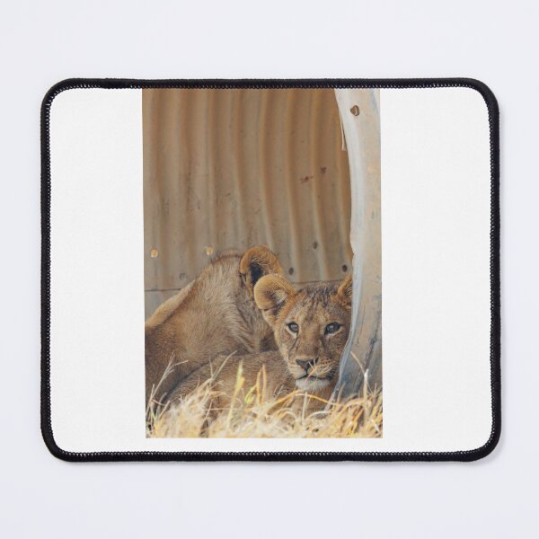 Item preview, Relaxing Cubs designed and sold by shegoes-photo.
