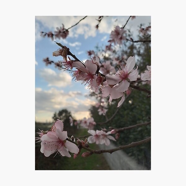 Item preview, Peach blossoms designed and sold by shisabella.