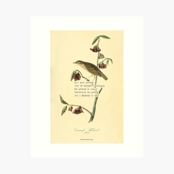 Aperçu de l'œuvre Divination des oiseaux : la grive naine (almanacofbirds.org) créée et vendue par mariapopova.