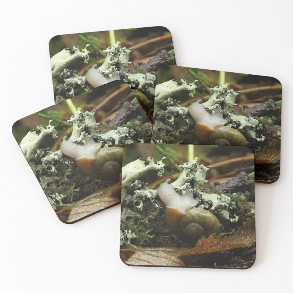Item preview, Snail and Lichen in Coastal Oregon Forest designed and sold by WolfNoodles.