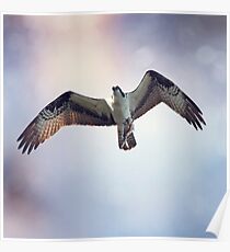 Osprey with Fish Poster