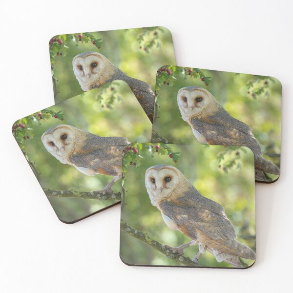 Item preview, BARN OWL designed and sold by Steve Liptrot Photography.