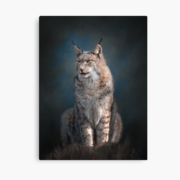 Sitting iberian lynx Canvas Print