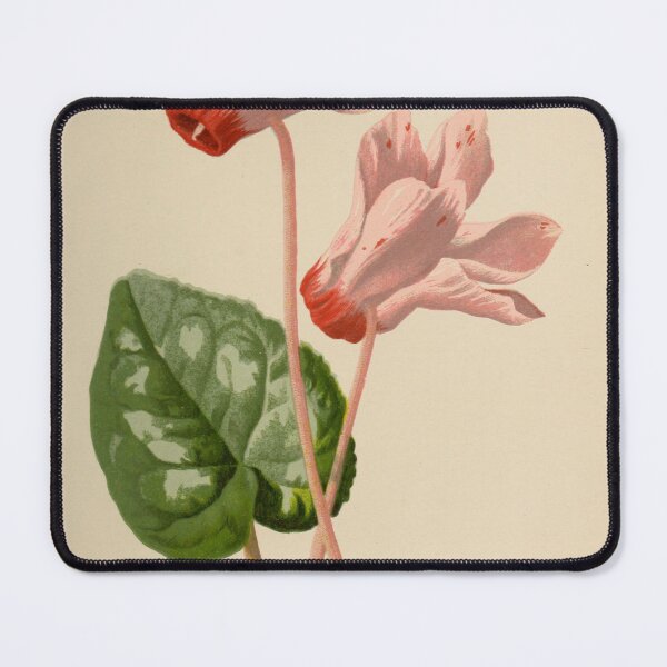 Item preview, Vintage Illustration of Cyclamen 1895 designed and sold by botanicalworks.